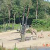 dieren