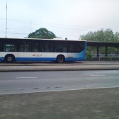 bus dieren